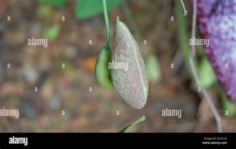 Flowers Of Aristolochia Littoralis Calico Flower Dutchmans Pipe Etc