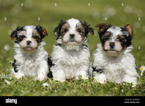 Biewer Yorkshire Terrier Puppies Stock Photo Alamy