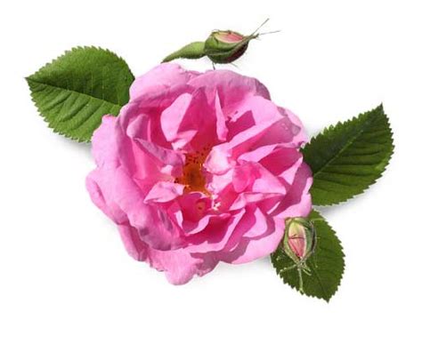 Rosewater – Modern Trade