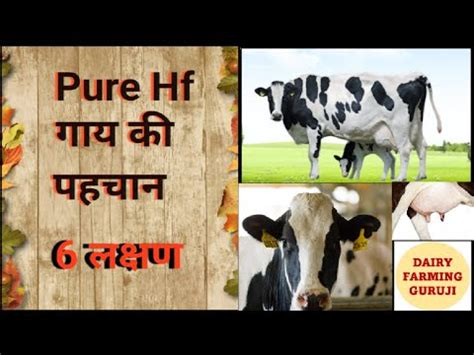 Pure Hf Gay ki pahchan Hf और Crossbreed म अतर जन इन 6 लकषण स YouTube