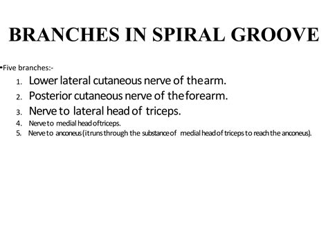 Anatomy Of Radial Nerve And Wrist Drop Ppt