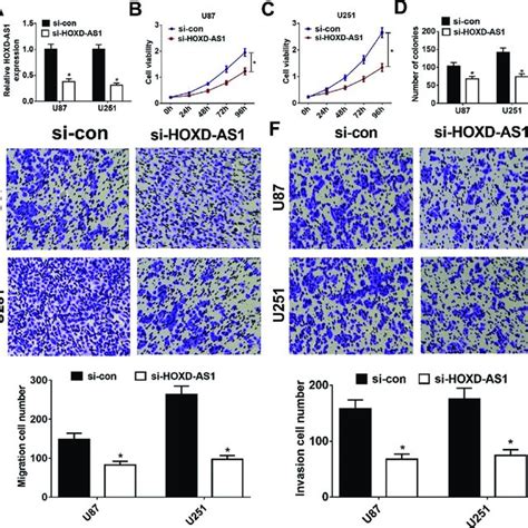 Hoxd As Knockdown Suppressed Proliferation Migration And Invasion Of