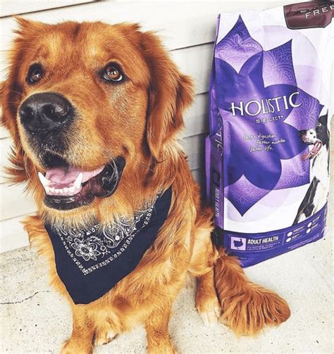 Best Grain Free Dog Food Australia 2023 Expert Guide