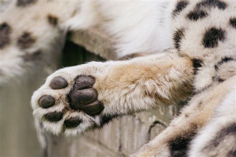 Snow Leopard Paws Free Stock Photo Public Domain Pictures