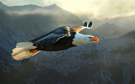 Bald Eagle Flying Wallpaper Hd