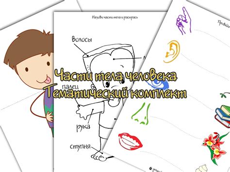 Части тела человека. Игры и задания для детского сада | Ігри для дітей ...