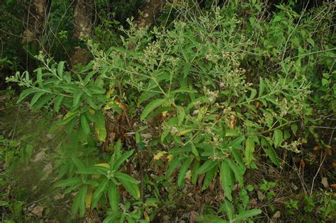 Blumea balsamifera (Asteraceae) image 32421 at PhytoImages.siu.edu