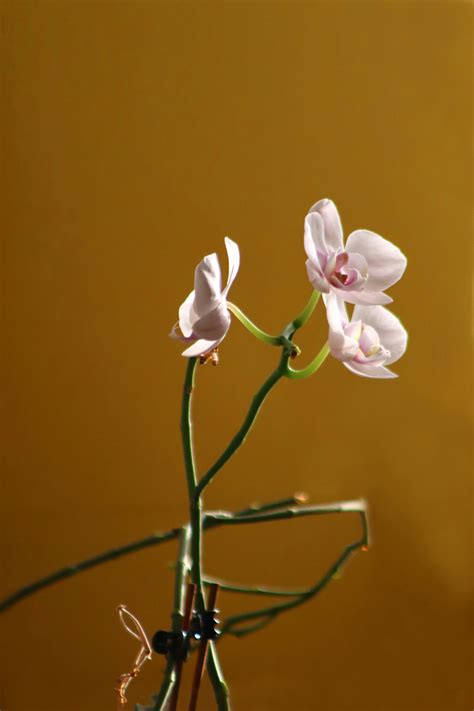 Selective Focus Photo of a Yellow Moth Orchid Flower · Free Stock Photo