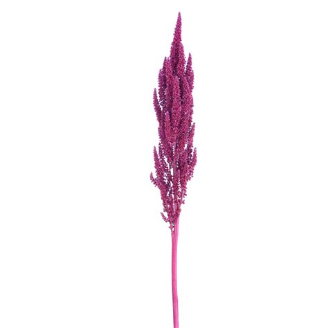 Amaranthus Upright Bellaflor Group Ecuador