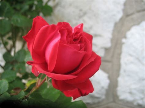 mojoj ljubavi  ljubavi bloghr