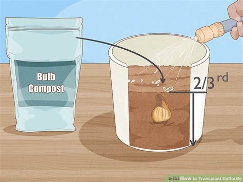 3 Ways To Transplant Daffodils Wikihow