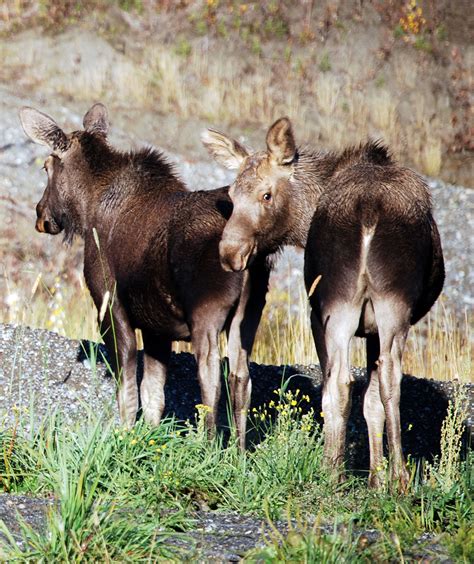 Moose Calves 2 by Wolfwoman7 on deviantART