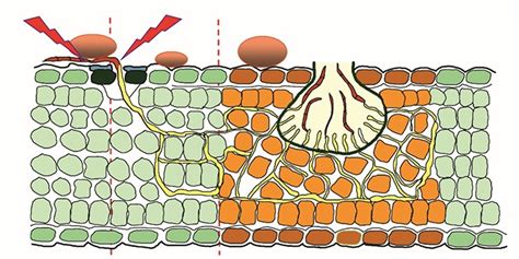 МЕРПАН, ВДГ - Пестициды.by - средства защиты растений