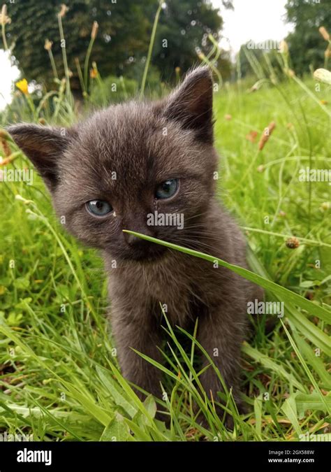 Cute Blue Eyed Kitten On The Lawn Stock Photo Alamy