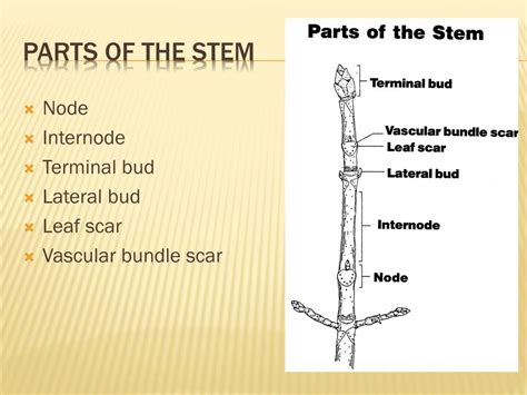 Ppt Plant Anatomy And Growth Powerpoint Presentation Free Download