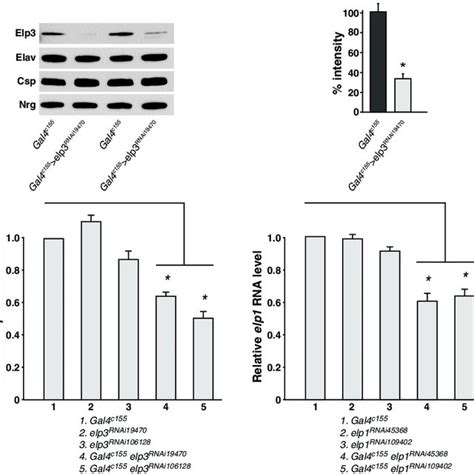Efficacy Of Rnai Knockdown Assayed By Western Blotting And Qrt Pcr A