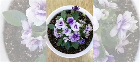 Фиалка мини Rob's Loose Noodle купить в Иркутске | Товары для дома и ...