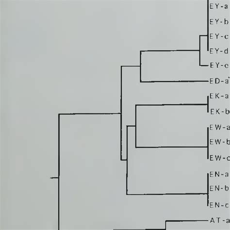 Nei S Genetic Identities Given In The Lower Diagonal And Percentage