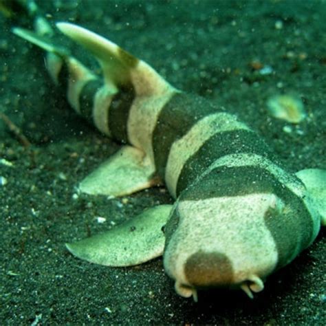Baby Bamboo Shark Egg