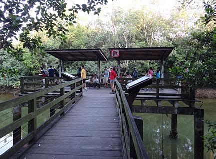 Adventures With The Naked Hermit Crabs June Evenings At The Pasir Ris Mangrove Boardwalk With