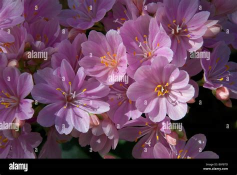 Lewisia Cotyledon Hybrid Stock Photo Alamy