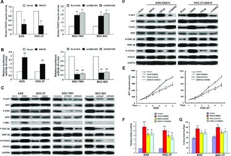 Gna13 Downregulates Foxo1 Transcriptional Activity Via Activation Of