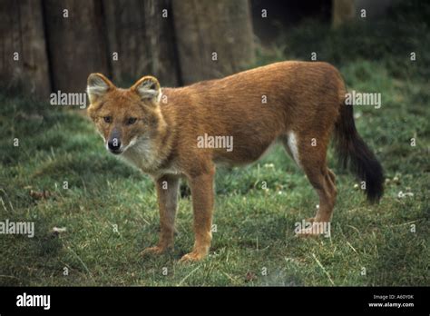 Dhole Red Dog Asiatic Wild Dog Cuon Alpinus United Kingdom