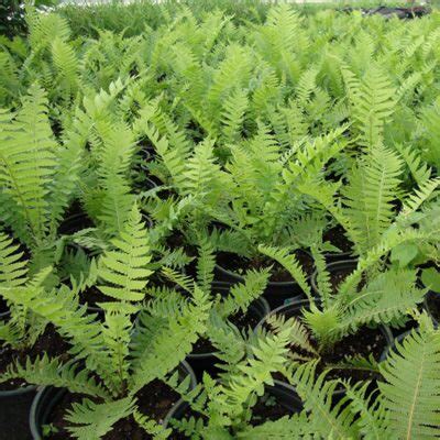 Страусник обыкновенный