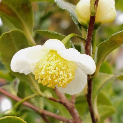 Tea Plant Camellia Sinensis Calendula Farm And Earthworks