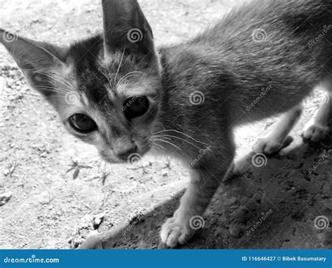 Kitten Pussy Cat Stock Image Image Of Billi Cute