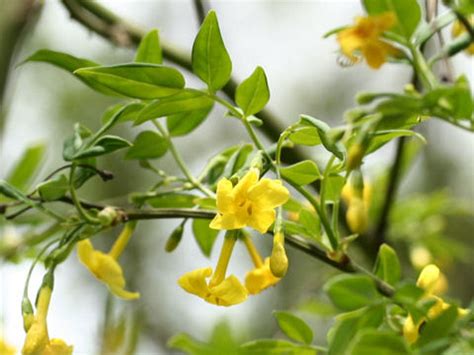 Growing Italian Jasmine Tips On Caring For Italian Jasmine Shrubs