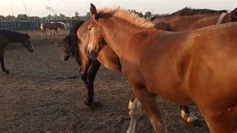 Выпустили породистого жеребца в табун - YouTube