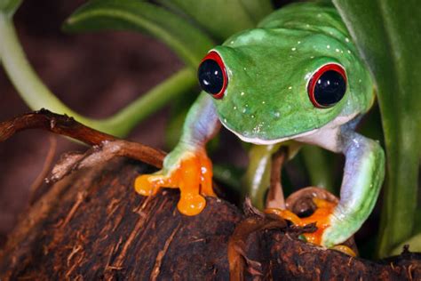 200 Big Eyed Frog Pics Stock Photos Pictures And Royalty Free Images