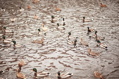 Aves Invernales Bandada De Aves Lago De Invierno Aves Silvestres En