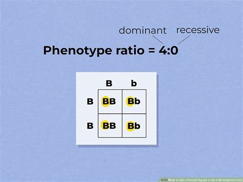 Monohybrid Cross Example