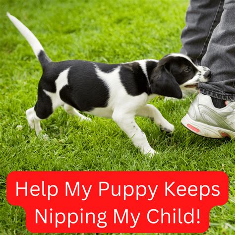 puppy  stop biting  fast