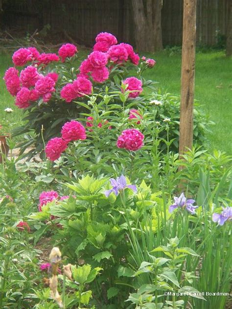 Peonies And Iris Peonies Flowers Cottage Garden