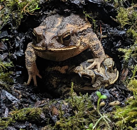2 Toads 1 Hole Rtoads