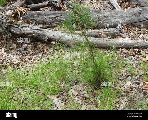 Pitch Pine Pinus Rigida Stock Photo Alamy