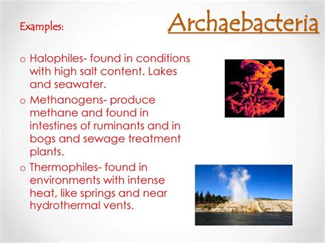 Archaea examples kingdom