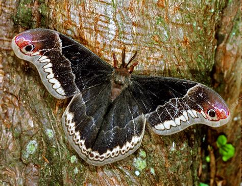 Male Promethea Moth Stock Image Z3551592 Science Photo Library