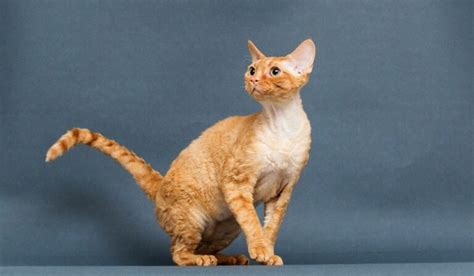 19 Cornish Rex Colors and Patterns (With Info & Pictures) | Hepper