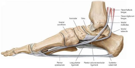 Plantar Fasciitis Vasta Performance Training And Physical Therapy