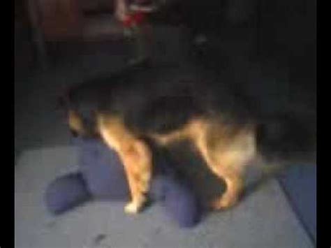 dog humps pillow - YouTube
