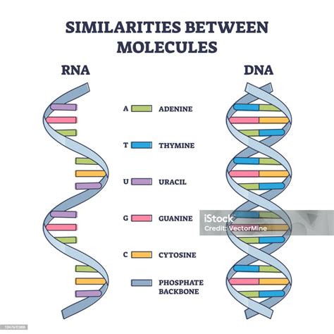 Ilustración De Similitudes Entre Las Moléculas De Arn Y Adn Diagrama De