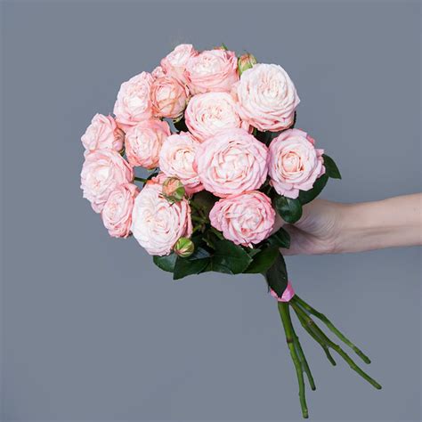 Роза, Пионовидная роза Ирис, цвет розовый, 5 шт купить по выгодной цене ...