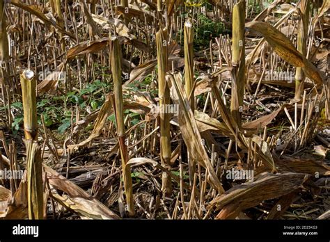 corn stalk