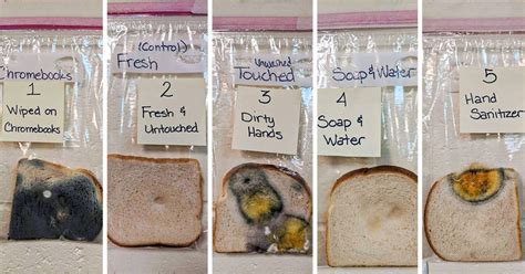 A Teacher Did An Experiment To Show The Power Of Handwashing And The