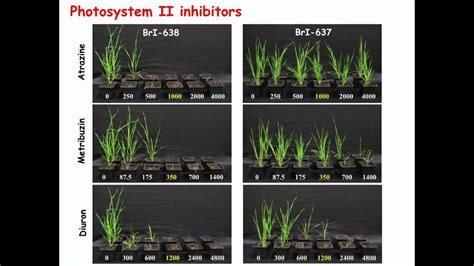 Evolution Of Herbicide Resistance Mechanisms In Grass Weeds YouTube