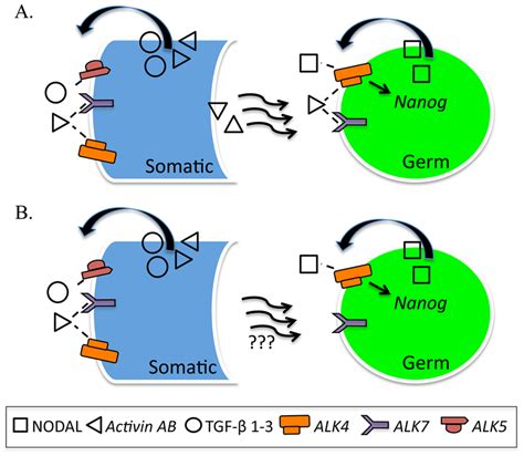 Tgfβactivinnodal Signaling In The Developing Testis Ab Tgfβ2and